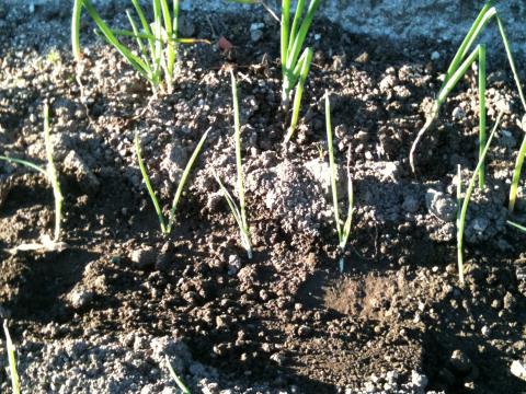 O cebolo semeado no inverno resistiu e chegou à primavera!